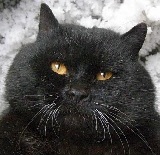 Аватара пользователя