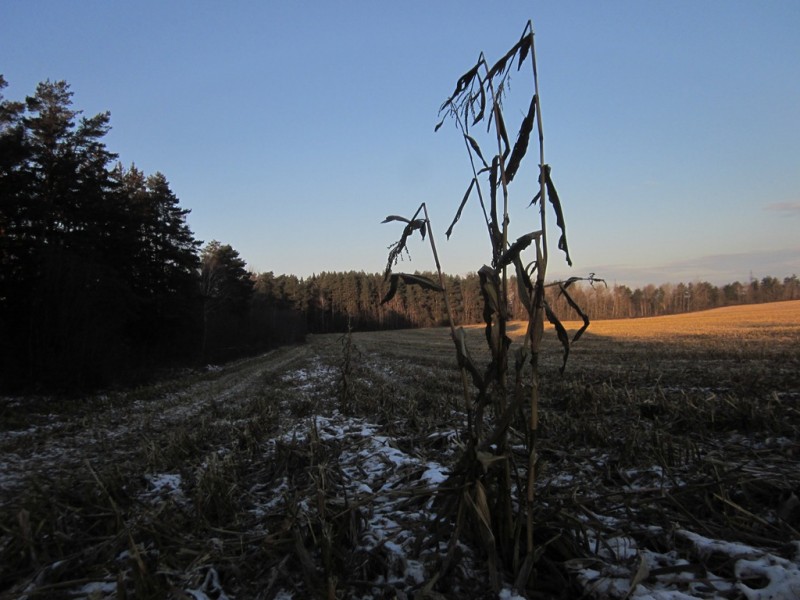IMG_6597.JPG