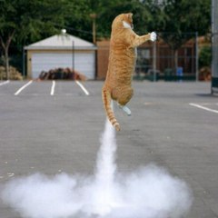 Cat.jpeg