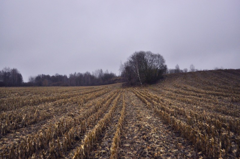 CSC_6060.JPG