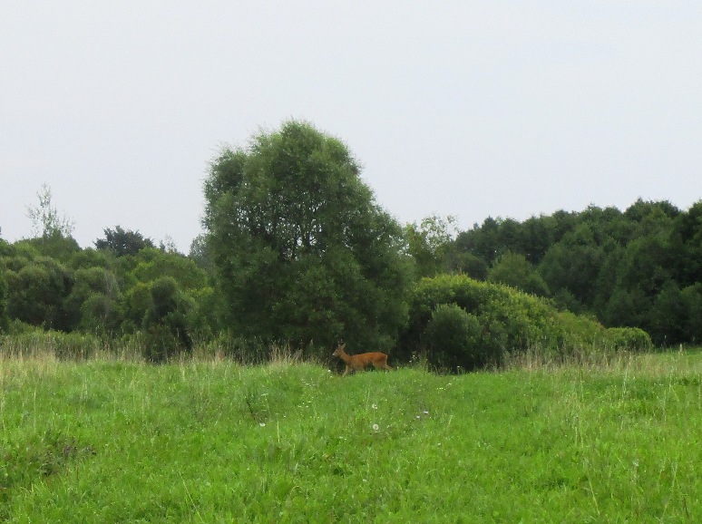 IMG_3632.JPG