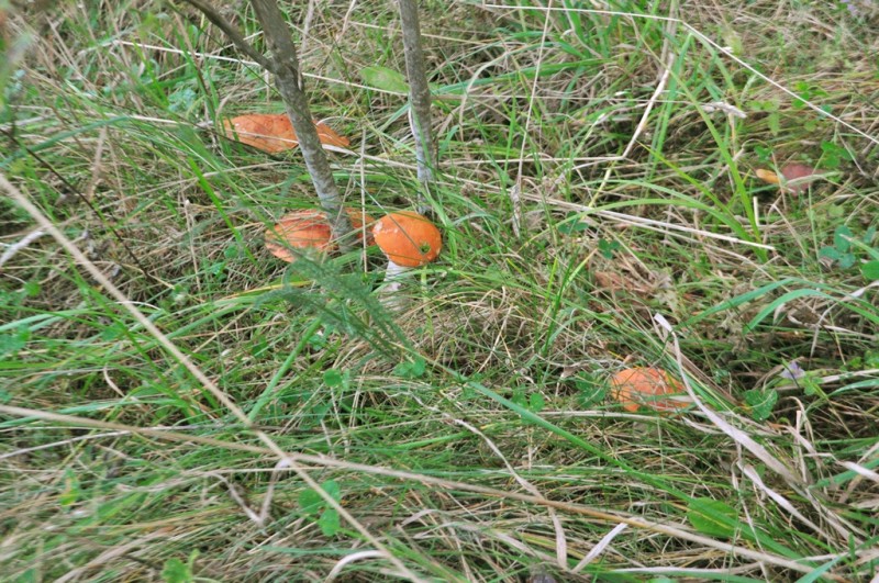 CSC_1236.JPG
