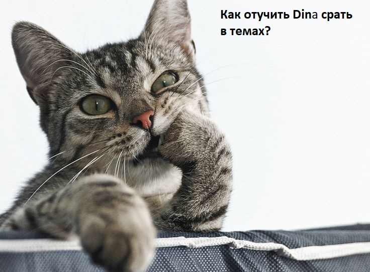 Котэ.jpg