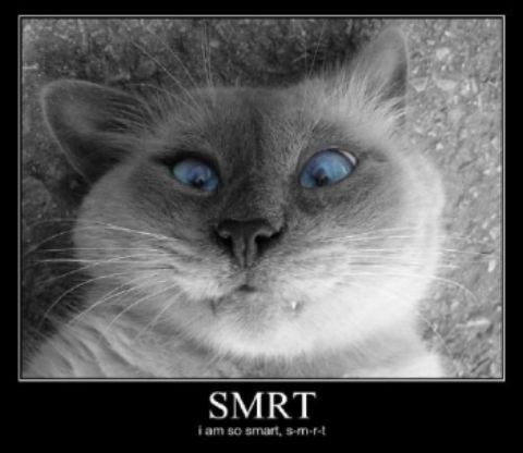 smrtcat.jpg