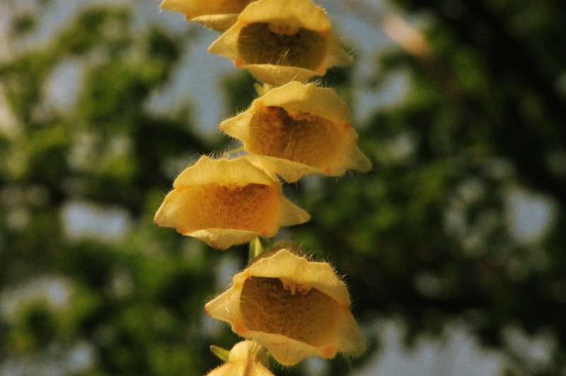 CSC_2056.JPG