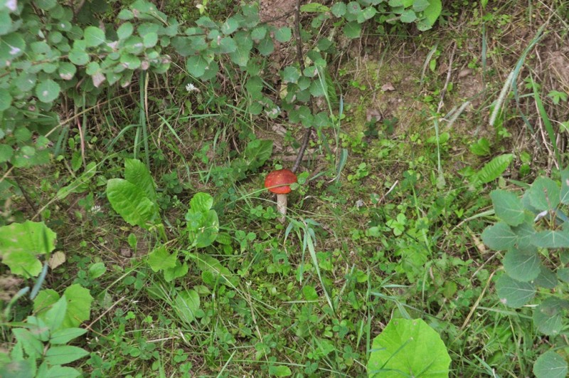 CSC_2103.JPG