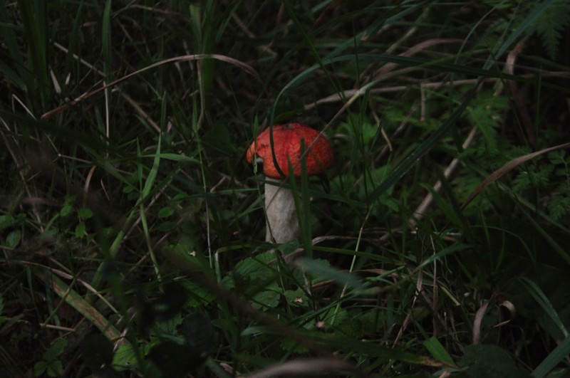 CSC_2181.JPG