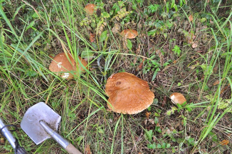CSC_2352.JPG