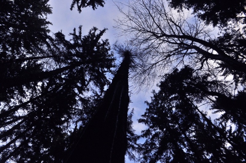CSC_6358.JPG